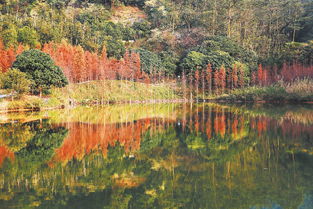 大岭山森林公园观音寺停车场免费吗(东莞市观音山停车场免费吗)