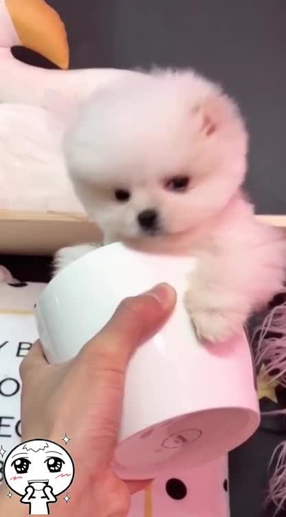 这个小宝宝太可爱了啊,茶杯犬,有喜欢的吗 