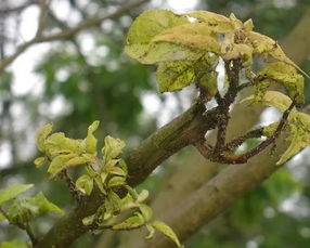桃树蚜虫发病原因及防治方法,桃树上的粘叶虫怎么治