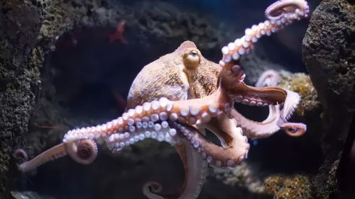 拜登有10条腿 美国发现3.28亿年前章鱼新物种,章鱼为何智商高