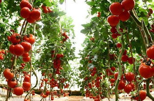 西红柿高产种植技术 