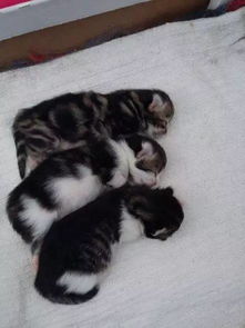 有一天网友家来了只怀孕的猫,当它生完孩子后 