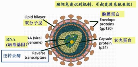 核酸是什么东西(核酸是什么东西生物)