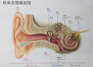 耳朵有耳屎 耳朵痒 怎么破