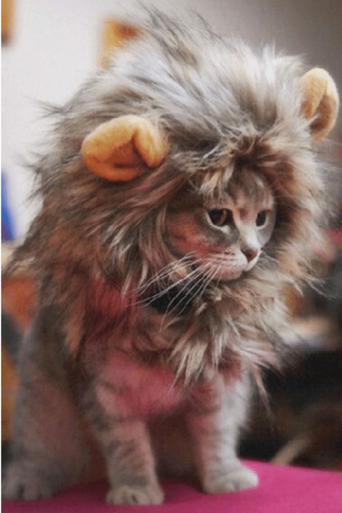 头戴狮子鬃毛的可爱猫咪们 