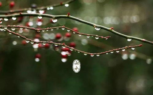 雨水 细雨荡疫霾,春光润九州