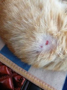 小猫的身上有血洞,请问是生病了还是被其他猫咬的 
