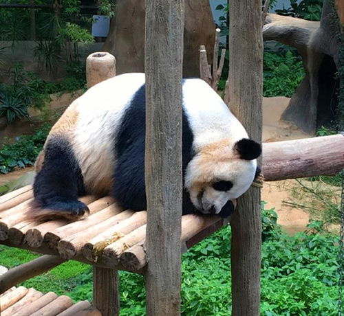 南非欲求大熊猫不得,暖暖却成首只被退回的熊猫