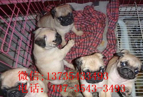 杭州宠物狗狗出售纯种巴哥犬幼犬领养 宠物狗市场在哪卖狗