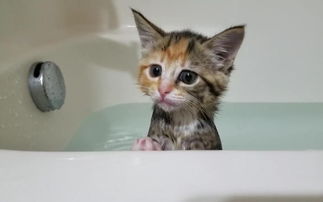 原来猫咪洗澡时的注意事项这么多,我竟然不知道