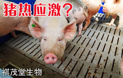 夏季高温猪热应激的症状有哪些 夏季如何预防和治疗猪热应激 用什么中药