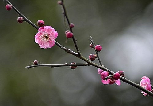 进入12月中旬,4属相吉星关照,运势回升,桃花不断,生活美好