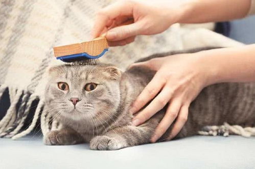 猫毛球症怎么治疗,化毛营养膏和化毛球片真的有用吗