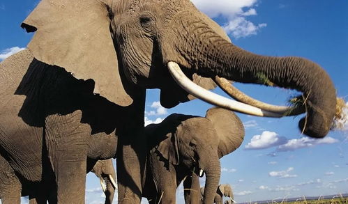 感天动地 男子枪口下救大象,病逝后21头大象步行12小时参加葬礼