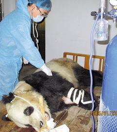 陕西又一只大熊猫染病死亡