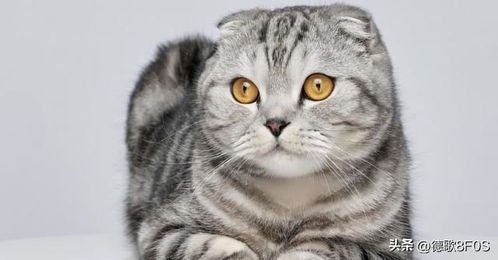 世界上15 种最昂贵的猫品种