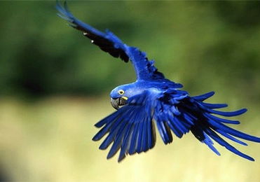 蓝紫金刚鹦鹉,蓝紫金刚鹦鹉价钱
