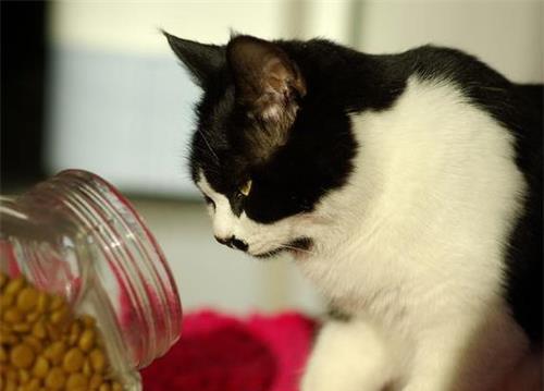 猫咪最讨厌的5种味道,大多数人都不知道,尤其是最后一种