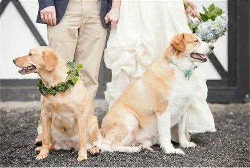 这才是养狗姑娘心目中最美的婚礼