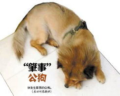 两狗交配后母狗狗主索赔10万 称爱犬有科研价值 社会万象 