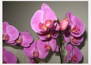 紫蝴蝶的养殖方法和注意事项,紫蝴蝶的养殖方法和注意事项