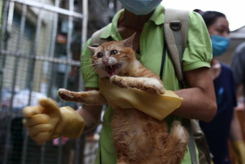 宠物店主涉案被拘,百余猫狗无人喂食20多只已死,志愿者急救