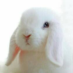 这种纯种蓝眼睛荷兰垂耳兔大概多少钱 