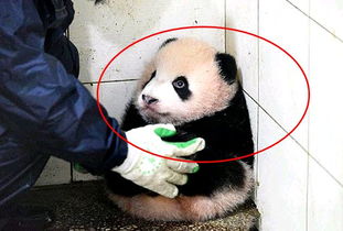 饲养员打扫卫生,将熊猫宝宝抱到角落,随后余光一瞟心都化了 