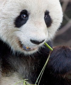 熊猫啃竹子,细菌来帮忙 