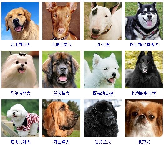 178个宠物狗品种图片大全,宠物狗品种大全