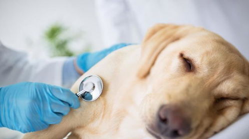 狗狗的犬冠状病毒,传染迅速100 发病,但并非感染就会死亡