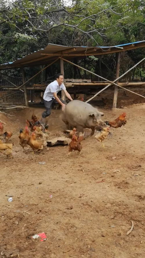 骑野猪飞奔也是没谁了 