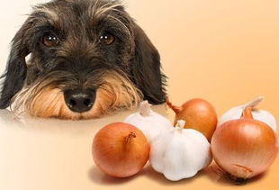 狗狗吃洋葱真的会中毒吗 洋葱对人类无害,却会引起狗狗贫血