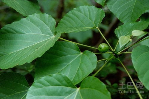 桐油树的种植方法揭秘