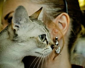 世界上体型最小的新加坡猫,外形可爱性格黏人,你会喜欢吗 