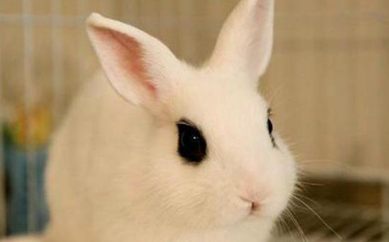 自带 眼线 的高颜值兔兔,谁不想要呢 一起学学怎么饲养吧