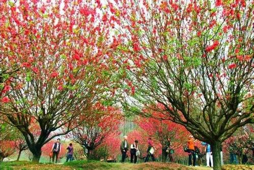 桃树桃花的寓意和象征(桃树桃花的寓意和象征着什么)