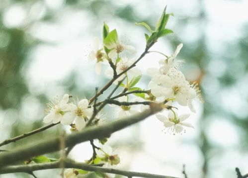 8月上旬,爱情升温,喜撞桃花运,3星座喜鹊啼鸣,旧情人转身相爱