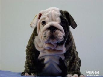图 纯种法国斗牛犬赛级证书芯片齐全保证健康 北京宠物狗 