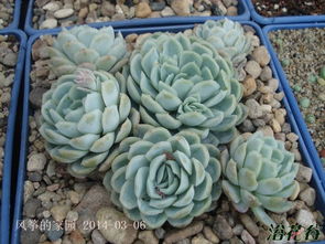 冰梅Echeveria Rasberry ice