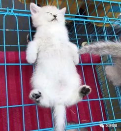 小奶猫市场等被卖,在笼子上镇定自若睡大字,一看就是有福之猫
