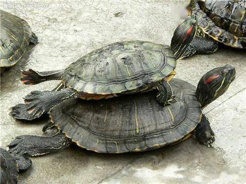 扬州女孩两年养了50多只乌龟,可能是一种疾病