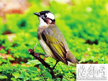 第四届福州数鸟活动结束 北江滨发现罕见蚁鴷 