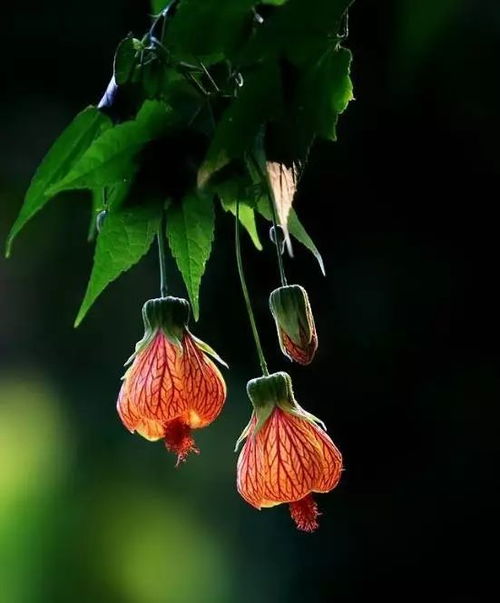 小悬铃花(小悬铃花的种子在哪)