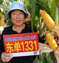 东单1331玉米种子产量怎么样,中地88和东单1331哪个高产