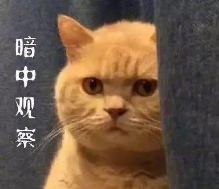 养猫之后我后悔了,我当初为什么要养猫