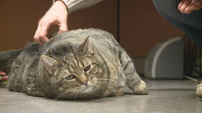 世界最胖猫体重超30斤堪比3岁童对苹果汁情有独钟 