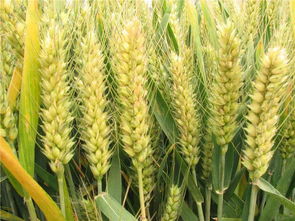 小麦生长的五个阶段 小麦种植的六个过程图