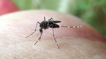 蚊子吸完血会死吗 
