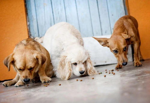 汪星人最正确的喂养方式,狗狗一天吃几顿最健康